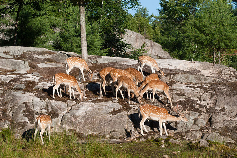 Daim du Parc Oméga : habitat, reproduction et caractéristiques | Parc Omega