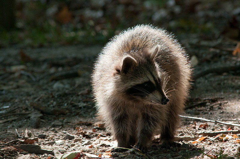 Raccoon | Parc Omega