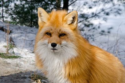 Découvrez diverses espèces d’animaux sauvages | Parc Oméga